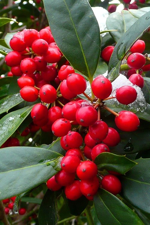  Nellie R. Stevens Holly - 6 Pack Of 1 Gallon Pots