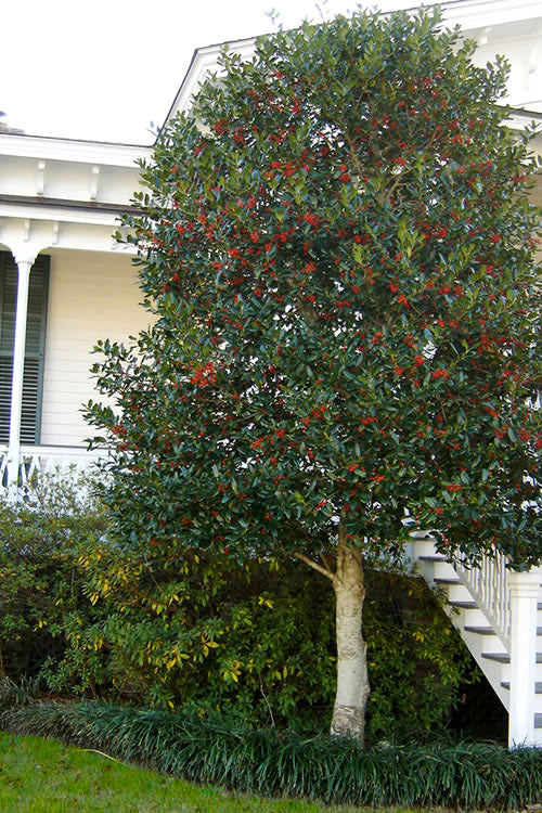  Nellie R. Stevens Holly - 1 Gallon Pot