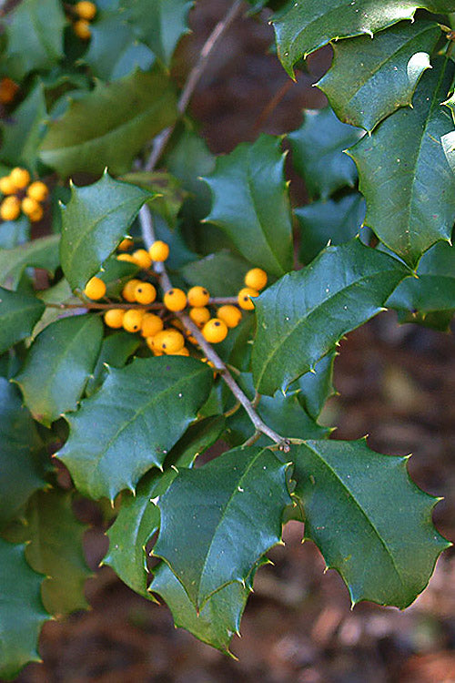  Goldie American Holly Tree - 1 Gallon Pot
