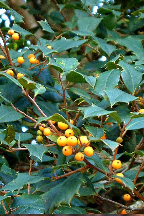  Goldie American Holly Tree - 1 Gallon Pot