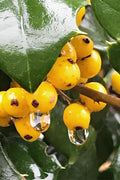  Goldie American Holly Tree - 1 Gallon Pot