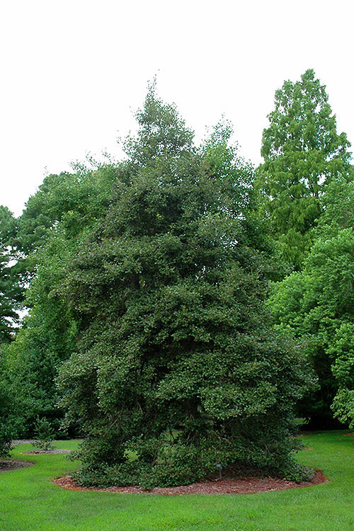  Goldie American Holly Tree - 1 Gallon Pot