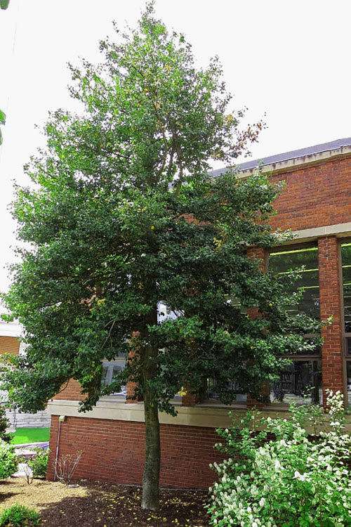  Goldie American Holly Tree - 1 Gallon Pot