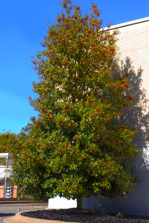  Greenleaf American Holly (Ilex Opaca) - 7 Gallon Pot