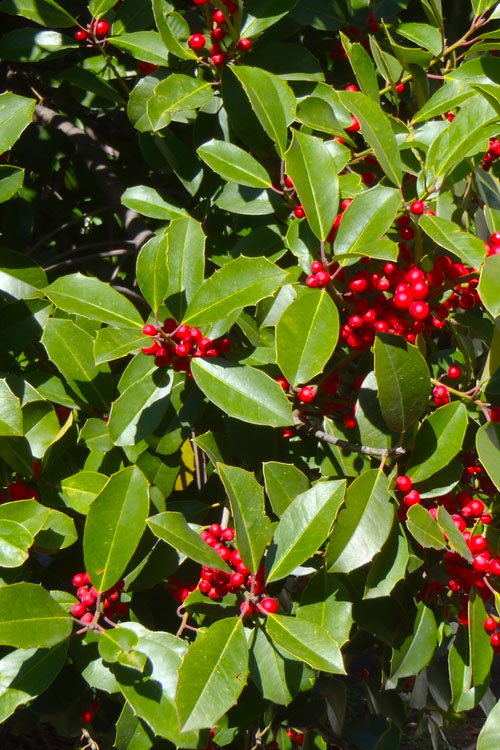  Greenleaf American Holly (Ilex Opaca) - 7 Gallon Pot