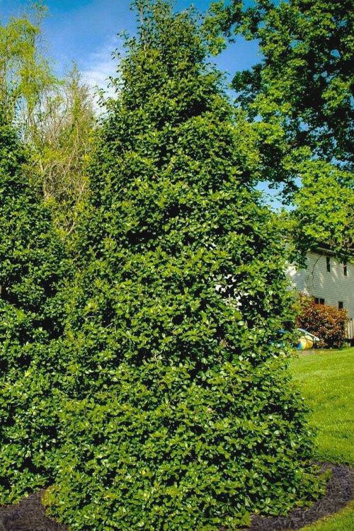  Greenleaf American Holly (Ilex Opaca) - 7 Gallon Pot