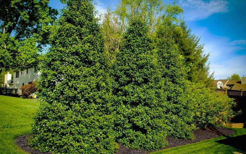  Greenleaf American Holly (Ilex Opaca) - 1 Gallon Pot