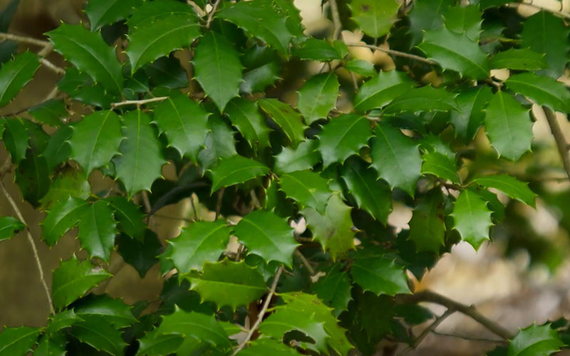  Greenleaf American Holly (Ilex Opaca) - 7 Gallon Pot