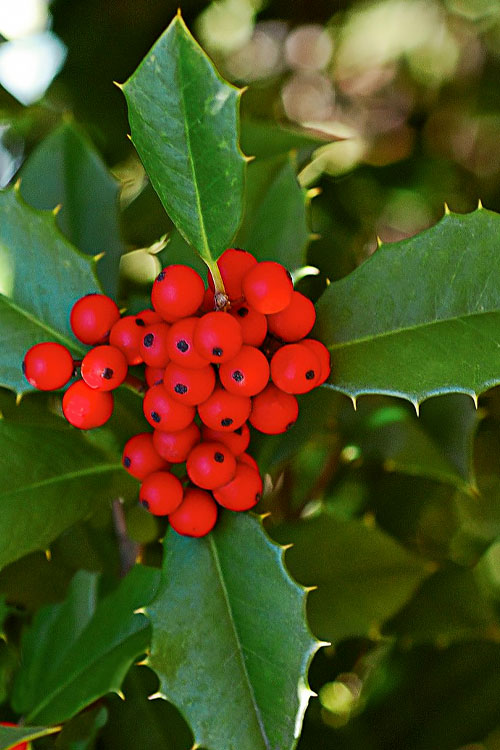  Greenleaf American Holly (Ilex Opaca) - 7 Gallon Pot