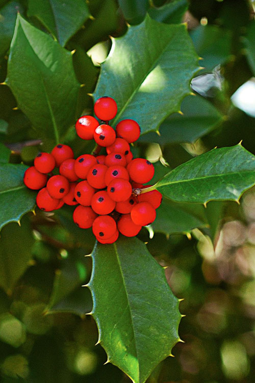  Old Heavy Berry American Holly (Ilex Opaca) - 1 Gallon Pot
