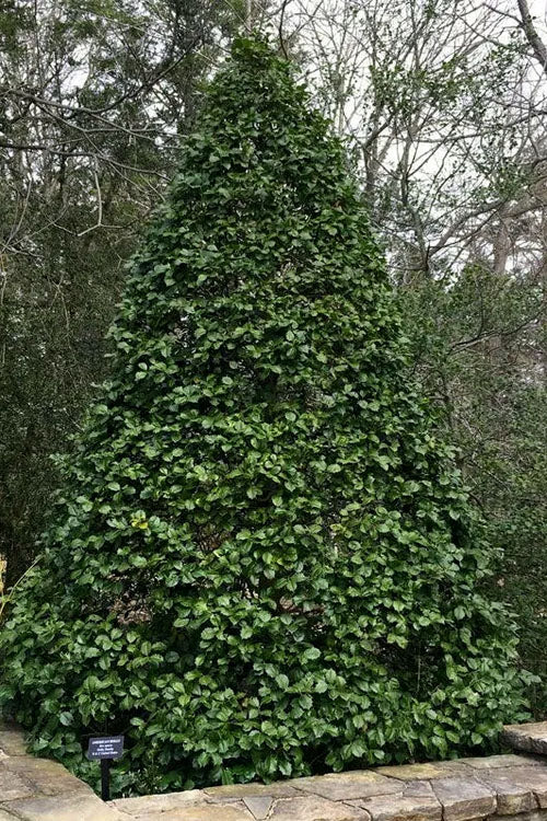  Old Heavy Berry American Holly (Ilex Opaca) - 1 Gallon Pot