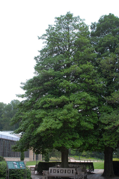  Old Heavy Berry American Holly (Ilex Opaca) - 1 Gallon Pot