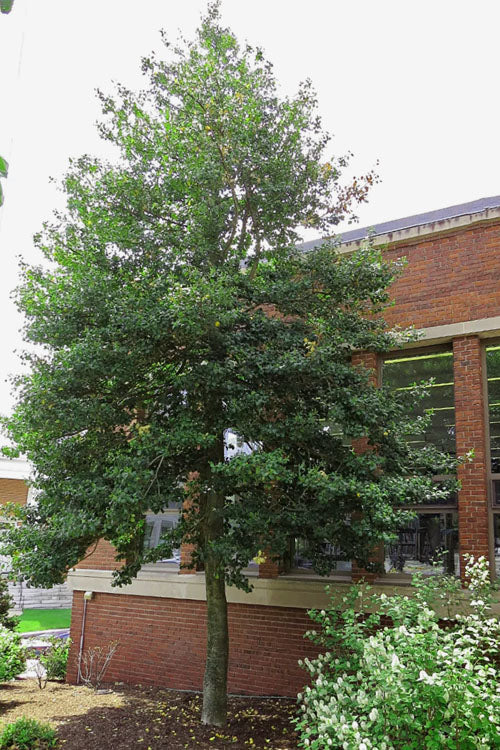  Old Heavy Berry American Holly (Ilex Opaca) - 1 Gallon Pot