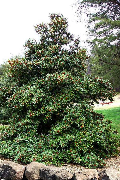  Satyr Hill American Holly Tree - 7 Gallon Pot