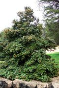  Satyr Hill American Holly Tree - 3 Gallon Pot