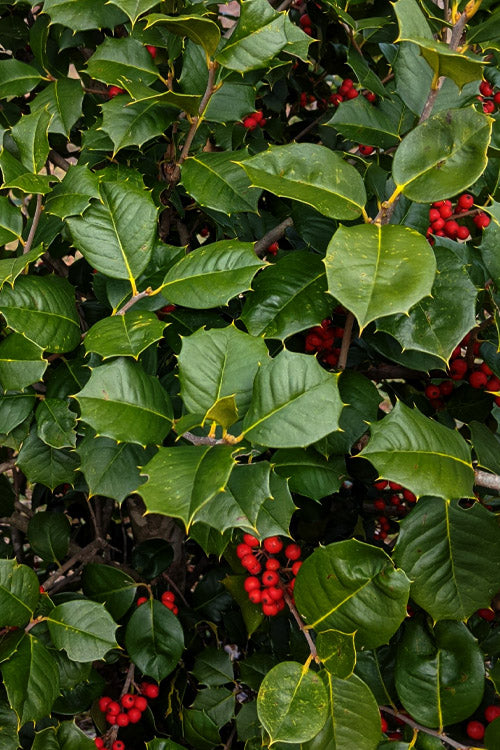  Satyr Hill American Holly Tree - 7 Gallon Pot