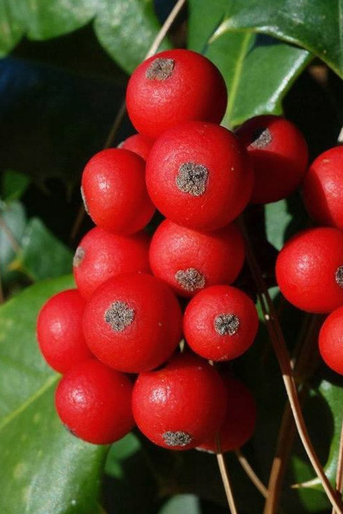  Satyr Hill American Holly Tree - 7 Gallon Pot