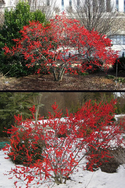  Maryland BeautyFemale Winterberry Holly - 3 Gallon Pot