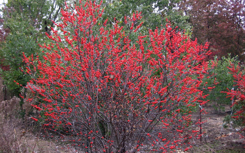  Maryland BeautyFemale Winterberry Holly - 3 Gallon Pot