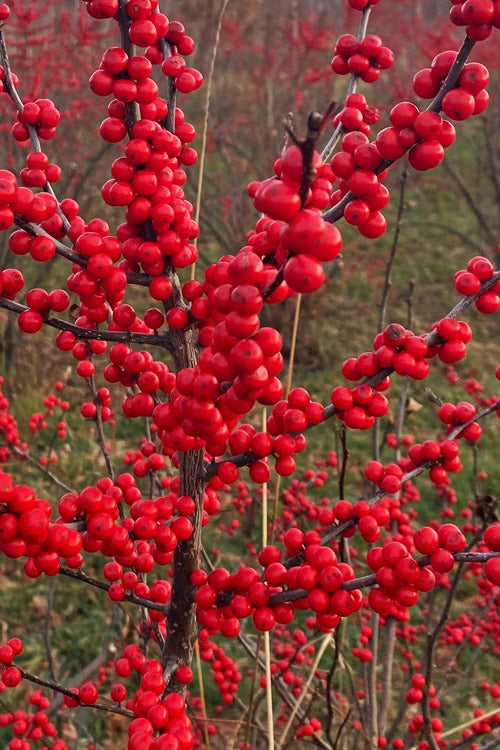  Maryland BeautyFemale Winterberry Holly - 3 Gallon Pot