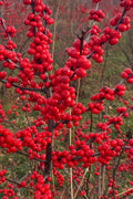  Maryland BeautyFemale Winterberry Holly - 3 Gallon Pot