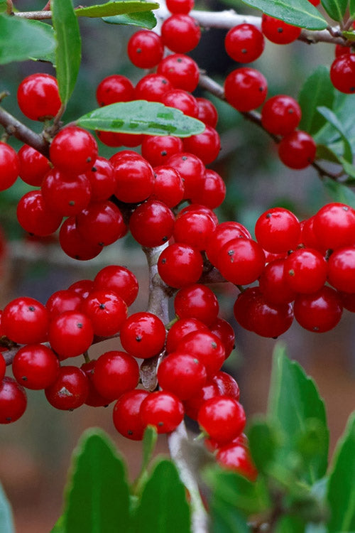  Maryland BeautyFemale Winterberry Holly - 3 Gallon Pot