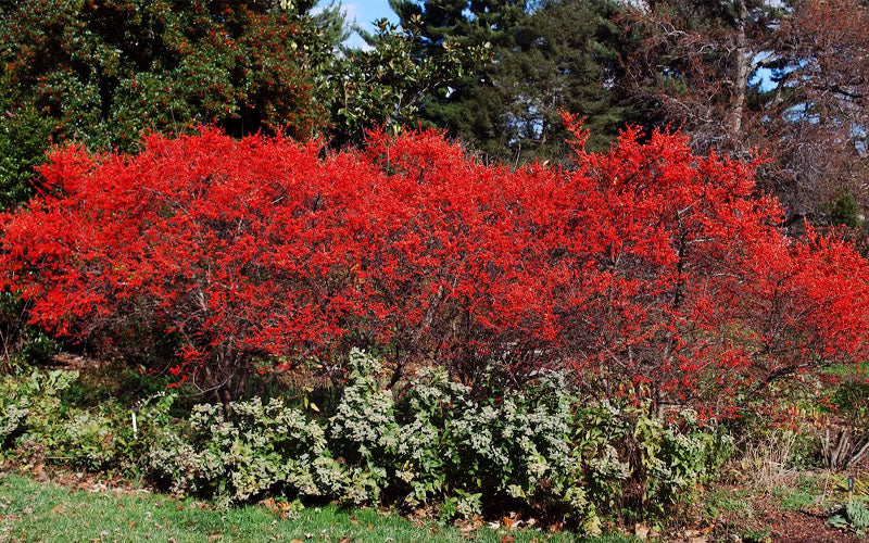  Maryland BeautyFemale Winterberry Holly - 3 Gallon Pot