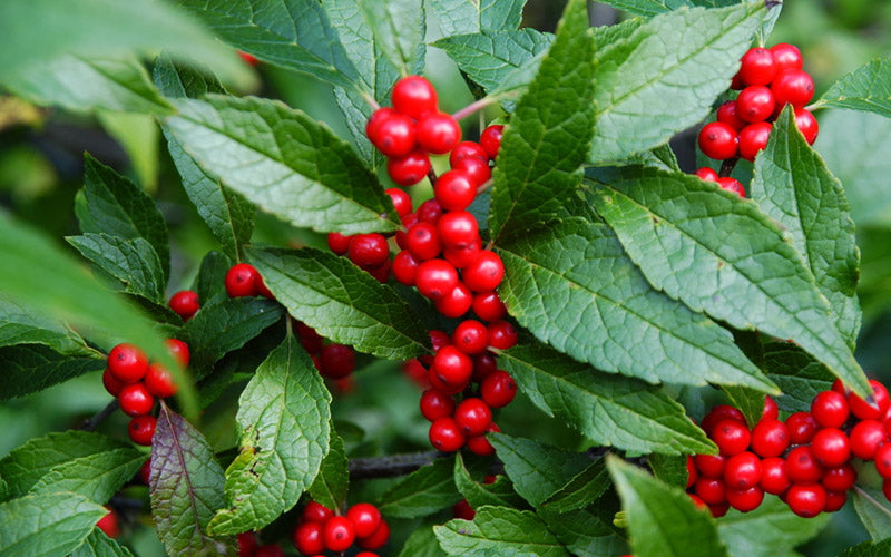  Maryland BeautyFemale Winterberry Holly - 3 Gallon Pot