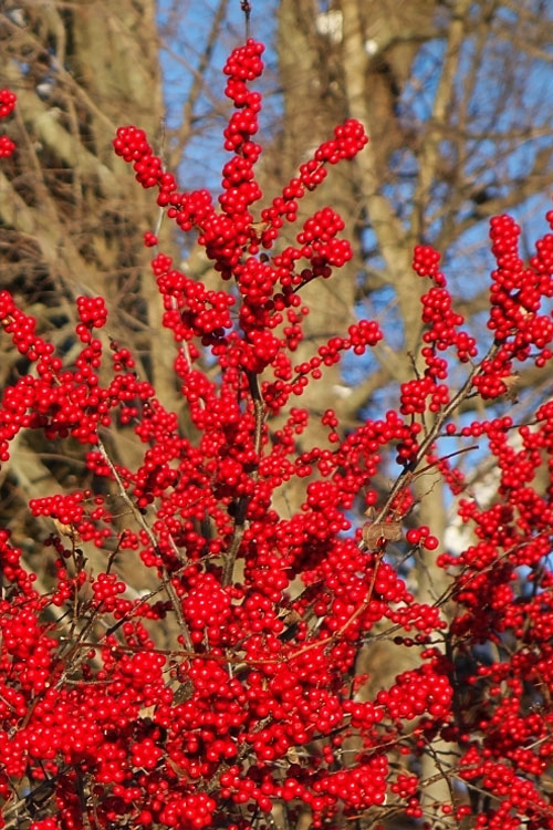 Maryland BeautyFemale Winterberry Holly - 3 Gallon Pot