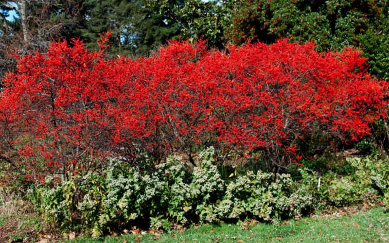  Sparkleberry Female Winterberry Holly - 1 Gallon Pot