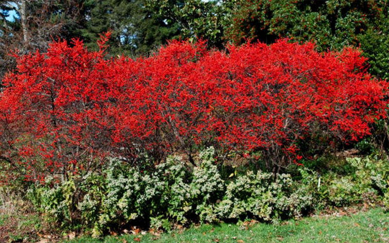  Sparkleberry Female Winterberry Holly - 1 Gallon Pot