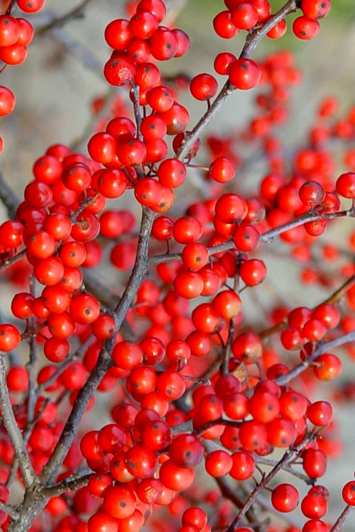  Sparkleberry Female Winterberry Holly - 3 Gallon Pot