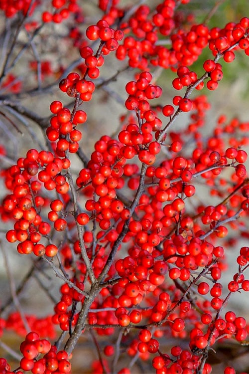  Sparkleberry Female Winterberry Holly - 1 Gallon Pot