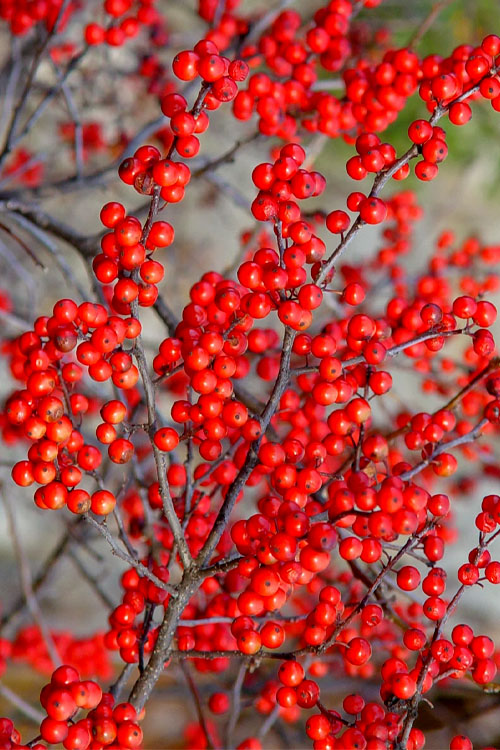  Sparkleberry Female Winterberry Holly - 1 Gallon Pot