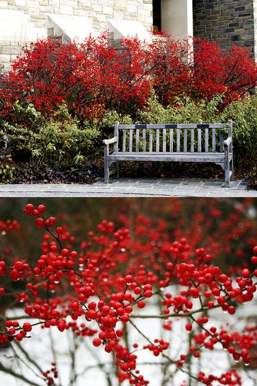  Sparkleberry Female Winterberry Holly - 3 Gallon Pot