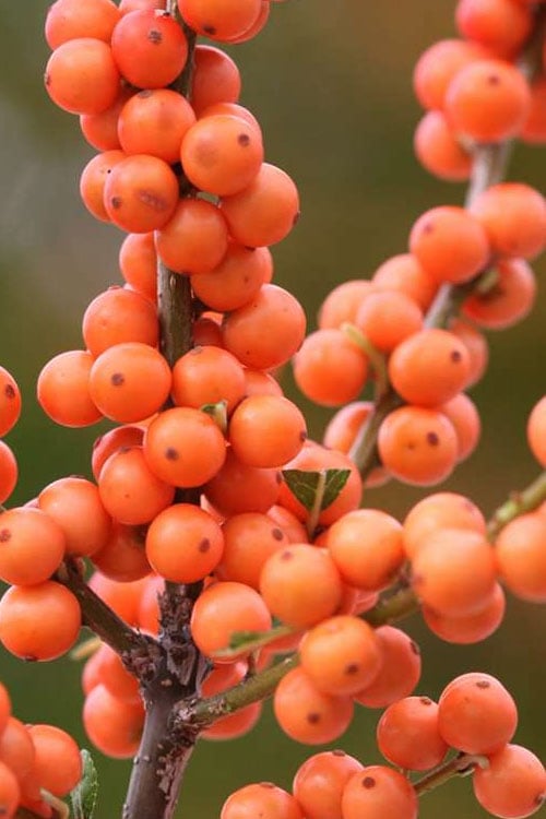  Winter Gold Female Winterberry Holly - 3 Gallon Pot 