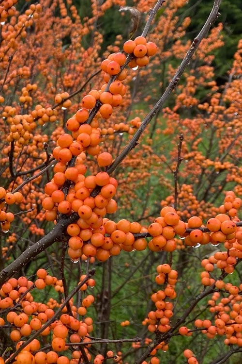  Winter Gold Female Winterberry Holly - 3 Gallon Pot 