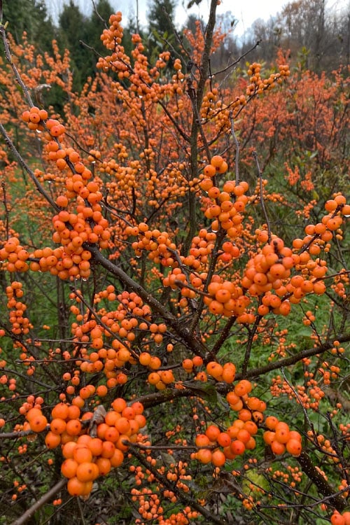  Winter Gold Female Winterberry Holly - 3 Gallon Pot 