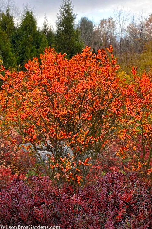  Winter Gold Female Winterberry Holly - 3 Gallon Pot 