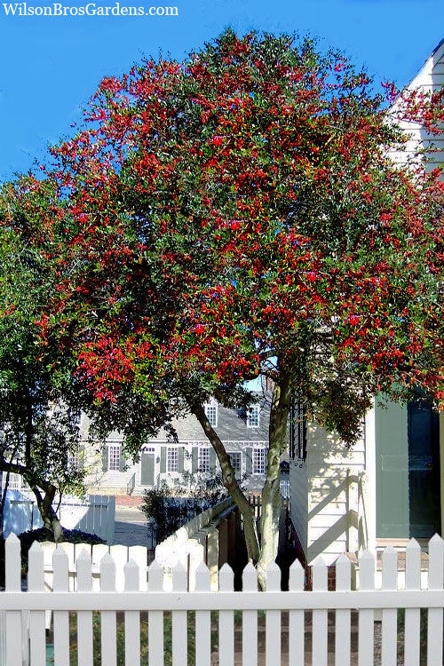  Pride Of Houston Yaupon Holly Tree - 7 Gallon Pot (4-5')