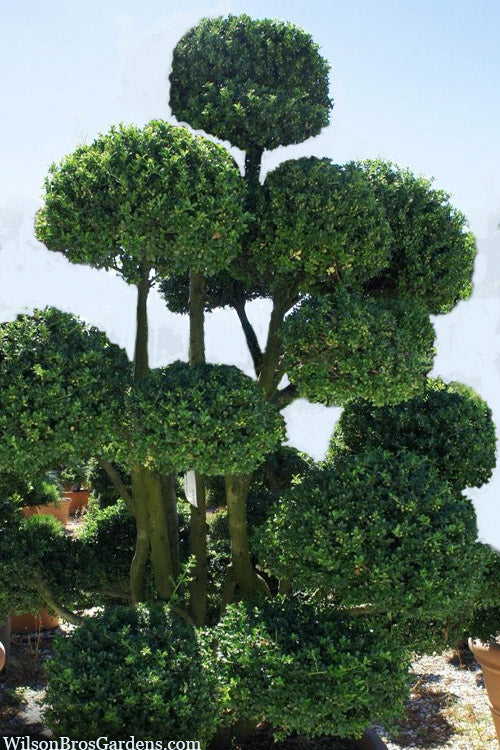  Pride Of Houston Yaupon Holly Tree - 7 Gallon Pot (4-5')