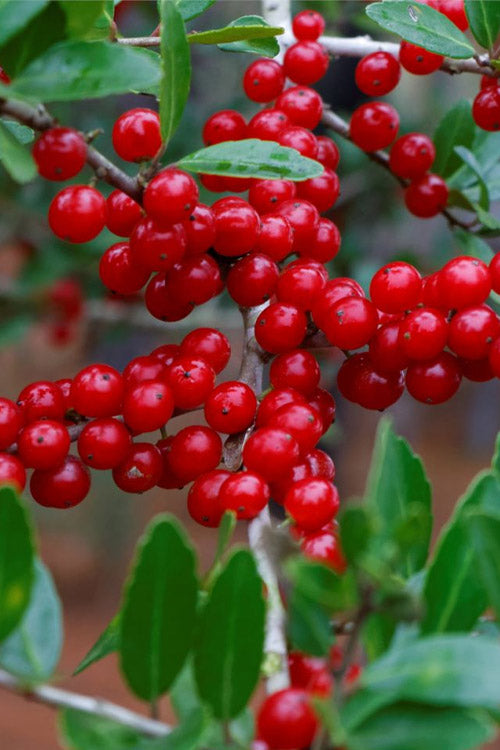  Pride Of Houston Yaupon Holly Tree - 3 Gallon Pot