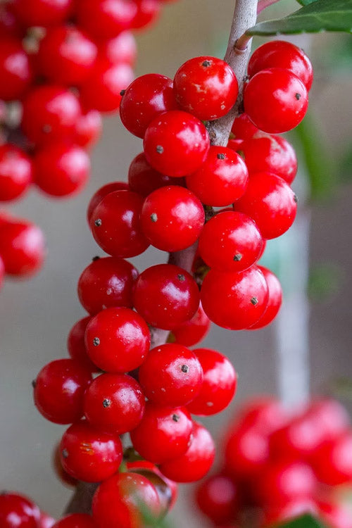  Pride Of Houston Yaupon Holly Tree - 3 Gallon Pot