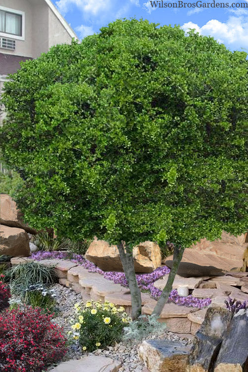  Pride Of Houston Yaupon Holly Tree - 7 Gallon Pot (4-5')