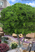  Pride Of Houston Yaupon Holly Tree - 3 Gallon Pot