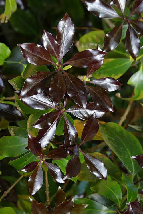  Purple Glaze Star Japanese Anise (Illicium Anisatum 'Muraski No Sato') - 1 Gallon Pot