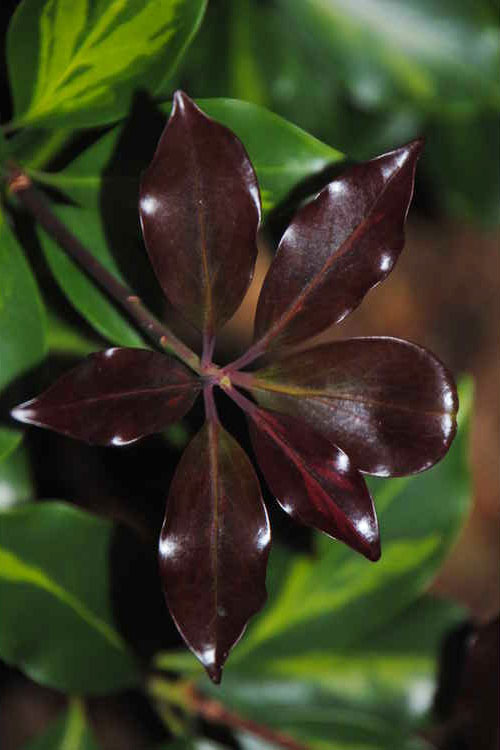  Purple Glaze Star Japanese Anise (Illicium Anisatum 'Muraski No Sato') - 1 Gallon Pot