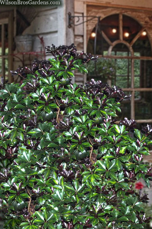  Purple Glaze Star Japanese Anise (Illicium Anisatum 'Muraski No Sato') - 1 Gallon Pot