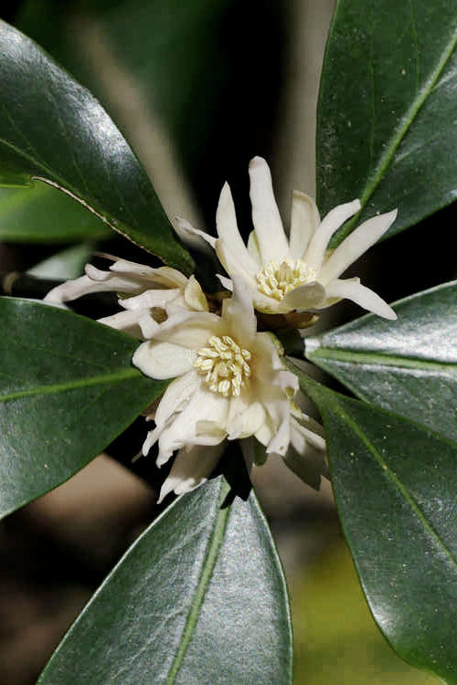  Purple Glaze Star Japanese Anise (Illicium Anisatum 'Muraski No Sato') - 2.5 Gallon Pot