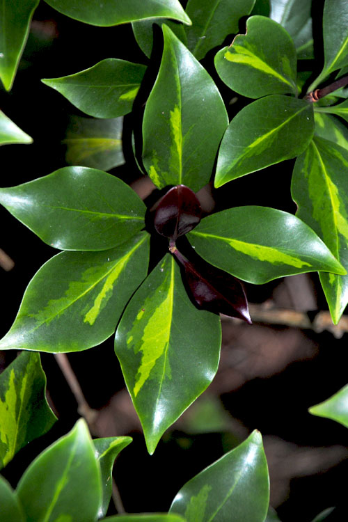  Purple Glaze Star Japanese Anise (Illicium Anisatum 'Muraski No Sato') - 3 Gallon Pot